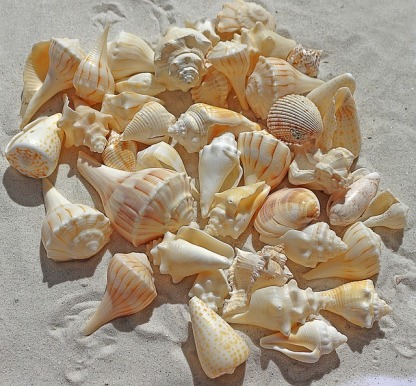 seashellspoempic